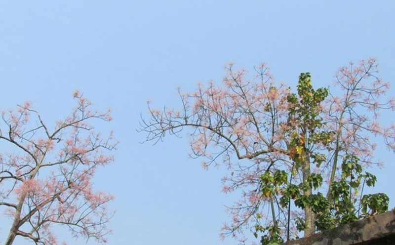 Huế bốn mùa hoa thì phải là hoa thật. Ảnh: Tư liệu