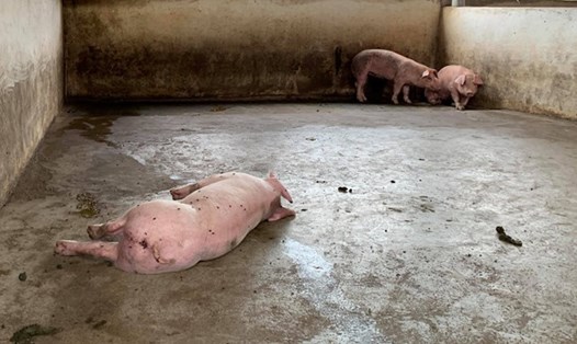 Tại Hưng Yên, số lợn bị nhiễm bệnh và phải tiêu hủy do mắc dịch bệnh tả lợn Châu Phi tiếp tục gia tăng. Ảnh: Phan Hậu