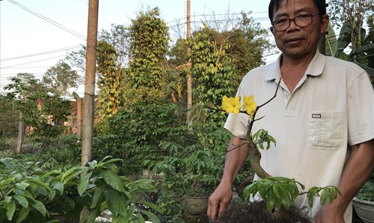 Ông Nguyễn Đình Lam và chậu "Quảng hương mộc mai". Ảnh: H.V.M