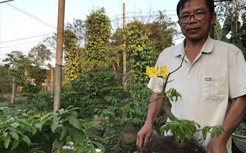 Ông Nguyễn Đình Lam và chậu "Quảng hương mộc mai". Ảnh: H.V.M