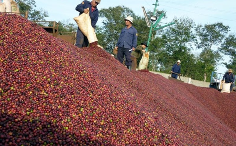 Thương hiệu cà phê Buôn Ma Thuột từ lâu đã trở nên quen thuộc.