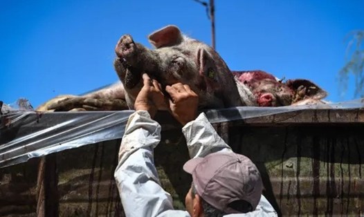 Lợn chết vì nhiễm dịch tả lợn châu Phi tại Romania. Ảnh: AFP  