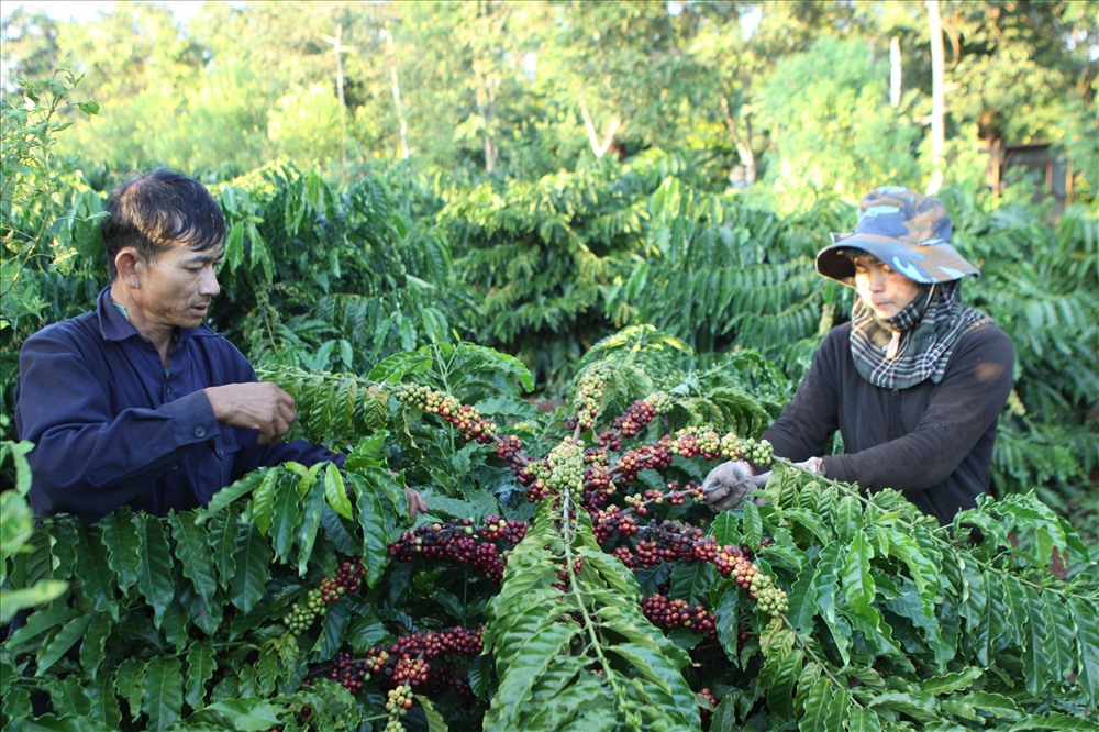 Tỉnh Đắk Lắk mất nhiều năm để định vị thương hiệu "Cà phê Buôn Ma Thuột" trong lòng người tiêu dùng.