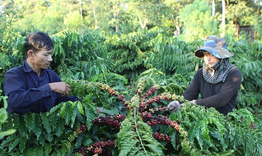 Tỉnh Đắk Lắk mất nhiều năm để định vị thương hiệu "Cà phê Buôn Ma Thuột" trong lòng người tiêu dùng.