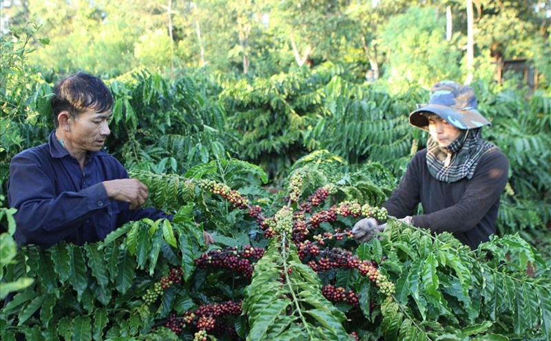 Tỉnh Đắk Lắk mất nhiều năm để định vị thương hiệu "Cà phê Buôn Ma Thuột" trong lòng người tiêu dùng.