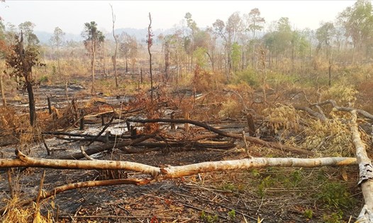 Hình ảnh cho thấy, việc đốt phá rừng để mở rộng diện tích nương rẫy. Ảnh Hoàng Điệp