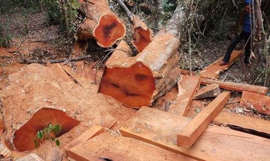 Hình ảnh nhức nhối của hiện trường một vụ phá rừng. (Ảnh do Vườn Quốc gia Yok Đôn cung cấp) 