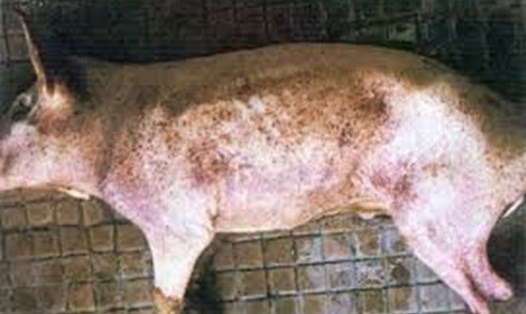 Hình ảnh lợn bị dịch tả lợn Châu Phi nhìn rất đáng sợ. Tuy nhiên, dịch bệnh này không lây sang người. (Ảnh minh họa)