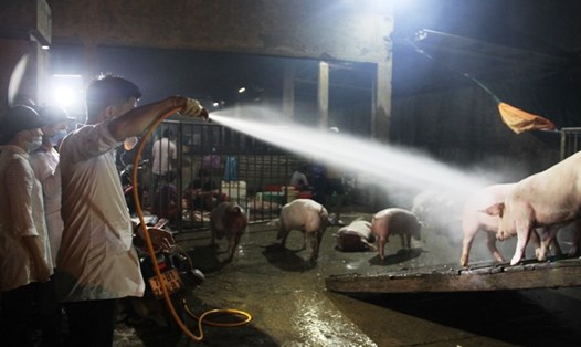 Cán bộ thú y thực hiện tiêu độc, khử trùng đàn lợn trước khi vào lò mổ tại chợ đầu mối Phú Hậu.