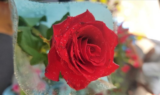 Giá hoa hồng tăng mạnh trong ngày lễ 8/3. Ảnh: T.S