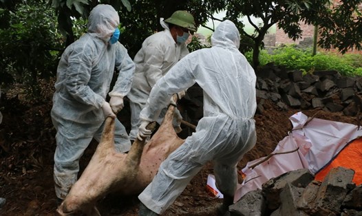 Lực lượng chức năng tiến hành tiêu hủy toàn bộ số đàn lợn mắc dịch tả Châu Phi của bà Nguyễn Thị Làn. Ảnh: BQN