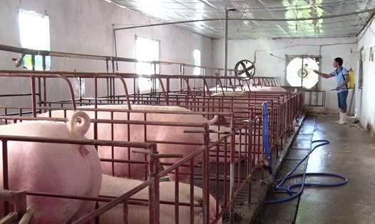Các hộ chăn nuôi lợn tiến hành tiêu độc, khử trùng để ngăn chặn dịch lây lan. Ảnh: NT