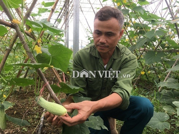 Một năm ông Định trồng được 4 lứa dưa chuột.  
