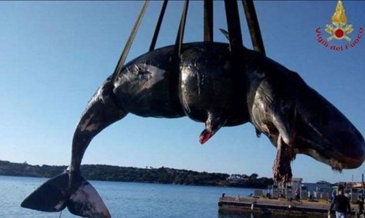 Cá voi chết dạt vào bờ của một bãi biển du lịch nổi tiếng. Ảnh: Sergio Costa/MSN.