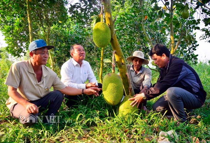 Mô hình trồng mít Thái của ông Danh Bảnh, xã Thạnh Trị, huyện Tân Hiệp, tỉnh Kiên Giang. Ảnh: NQ.  
