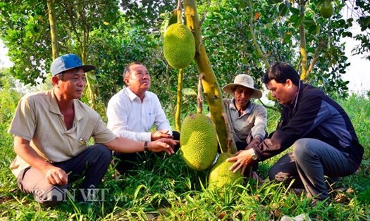Mô hình trồng mít Thái của ông Danh Bảnh, xã Thạnh Trị, huyện Tân Hiệp, tỉnh Kiên Giang. Ảnh: NQ.  