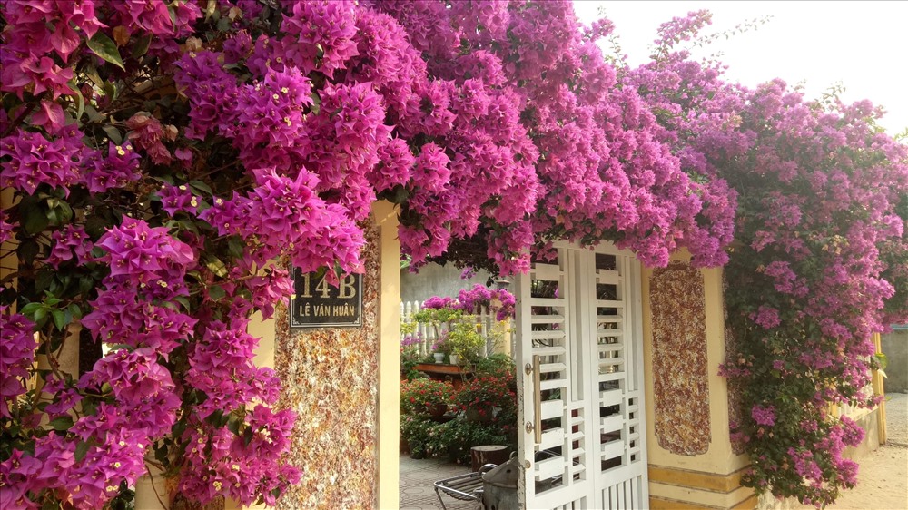 Một ngôi nhà ở đường Lê Văn Huân (khóm Tân Kim, Lao Bảo) ngập tràn hoa giấy. Ảnh: YMS.