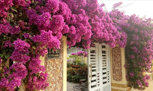 Một ngôi nhà ở đường Lê Văn Huân (khóm Tân Kim, Lao Bảo) ngập tràn hoa giấy. Ảnh: YMS.