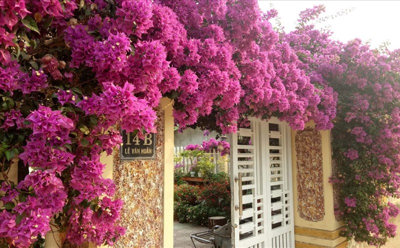 Một ngôi nhà ở đường Lê Văn Huân (khóm Tân Kim, Lao Bảo) ngập tràn hoa giấy. Ảnh: YMS.