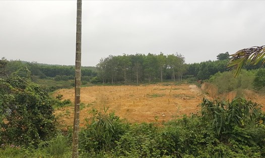 Một phần diện tích trang trại trên đất rừng của ông Thái. Ảnh: Hưng Thơ.