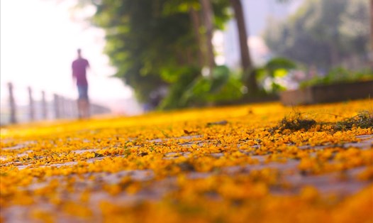 Hoa giáng hương đẹp nhất khi nở thành chùm vàng rực trên cây, vì thế khi cánh hoa mỏng manh kia đã lìa cành, muôn loài cũng ngẩn ngơ tiếc nuối và không khỏi xót xa. Ảnh: Dũng Chinh.