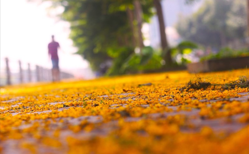 Hoa giáng hương đẹp nhất khi nở thành chùm vàng rực trên cây, vì thế khi cánh hoa mỏng manh kia đã lìa cành, muôn loài cũng ngẩn ngơ tiếc nuối và không khỏi xót xa. Ảnh: Dũng Chinh.