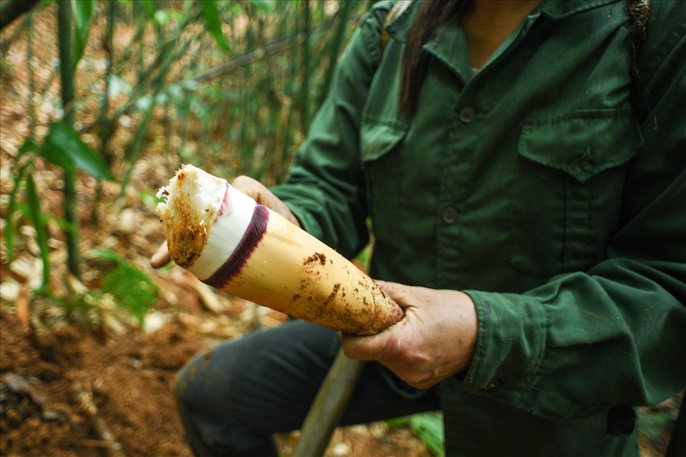 Trên tay chị đang là củ măng vầu, loại măng có vị đăng nhưng vẫn chế biến được đầy đủ các món từ luộc, xào, nấu thịt. Đắng cũng là một thức vị khá phổ biến trong bữa ăn người Dao Tuyên Quang, không măng vầu thì ngọn đu đủ, cây giảo cổ lam… 