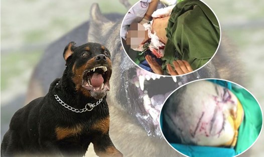 Nhiều vụ chó phản chủ gây thương tích nặng, thậm chí tử vong liên tục xảy ra trong thời gian qua.
