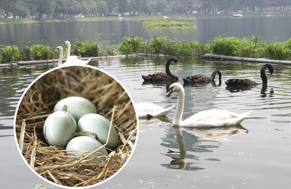 Đàn thiên nga ở hồ Thiền Quang (Hà Nội) đã đẻ trứng khiến nhiều người cảm thấy thích thú. Ảnh Trần Vương