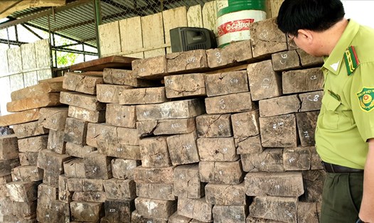 Một lượng lớn gỗ mun bị phát hiện, bắt giữ tại xã Thượng Trạch, huyện Bố Trạch. Ảnh: Lê Phi Long