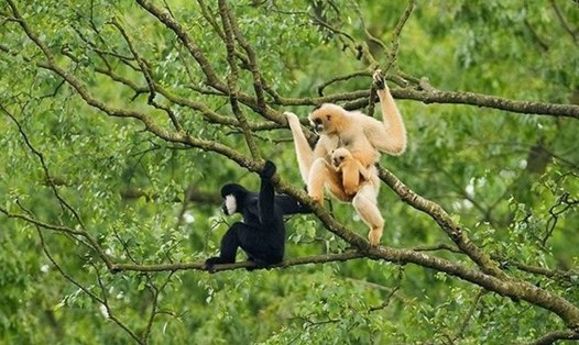 Đến với miền Tây Nghệ An, du khách được khám phá sự đa dạng về hệ sinh thái của Vườn quốc gia Pù Mát.