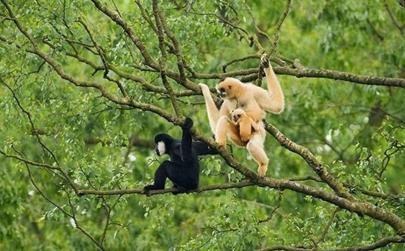 Đến với miền Tây Nghệ An, du khách được khám phá sự đa dạng về hệ sinh thái của Vườn quốc gia Pù Mát.