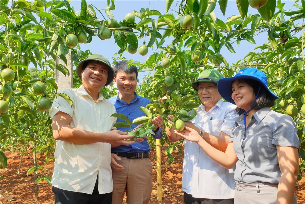 Lãnh đạo tỉnh Quảng Trị và doanh nghiệp kiểm tra vườn chanh leo sau 7 tháng trồng. Ảnh: Hưng Thơ.