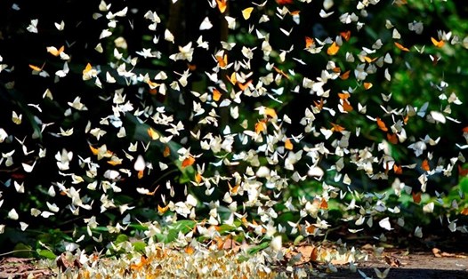 Tháng 4, đến Cúc Phương ngắm hàng vạn chú bươm bướm bay rợp trời. Ảnh: QQ