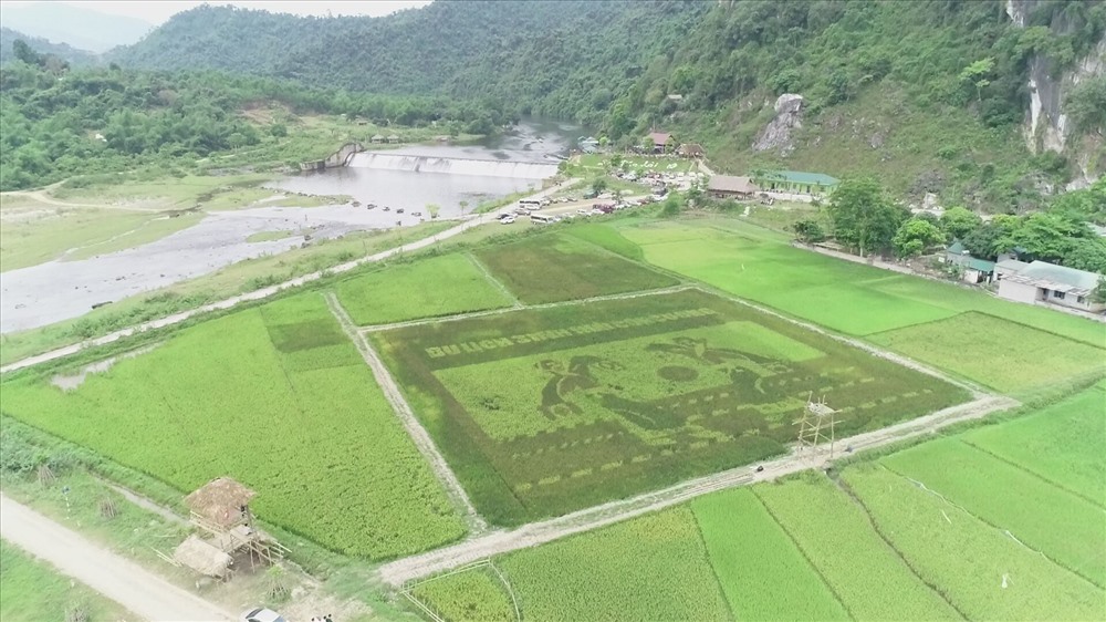 Toàn cảnh cánh đồng đa sắc