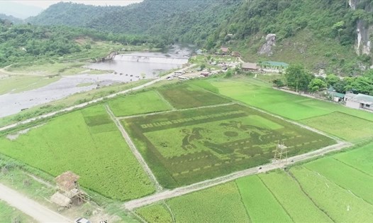 Toàn cảnh cánh đồng đa sắc