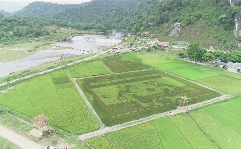 Toàn cảnh cánh đồng đa sắc