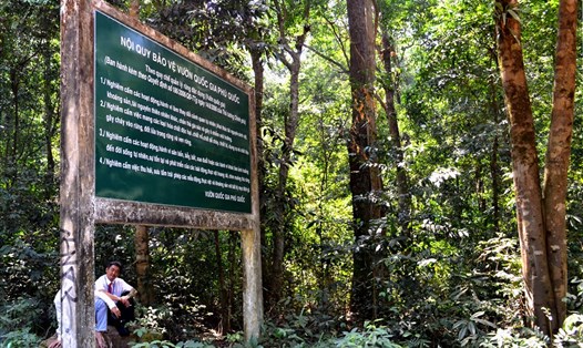 Một góc xanh của Vườn Quốc gia Phú Quốc. Ảnh: Lục Tùng