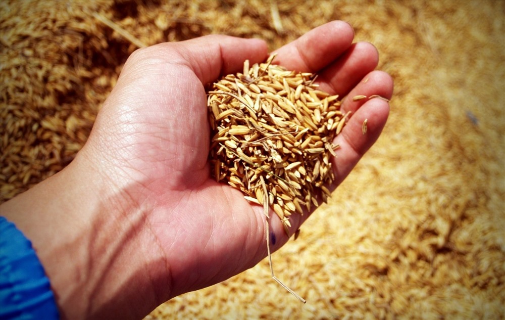 Dự báo xuất khẩu gạo sẽ khởi sắc từ quý II/2019 (Ảnh minh họa)