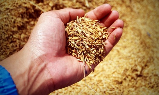 Dự báo xuất khẩu gạo sẽ khởi sắc từ quý II/2019 (Ảnh minh họa)