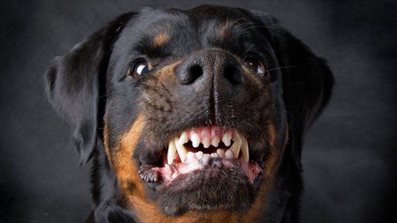 Liệu bạn có dũng cảm đủ để xem bức ảnh về 10 loài chó hung hãn và nguy hiểm nhất thế giới? Nếu như bạn yêu thích giống chó đáng yêu hơn, hãy chọn bức ảnh khác để yêu mến Rottweiler - một giống chó trung thành và đáng yêu khác.