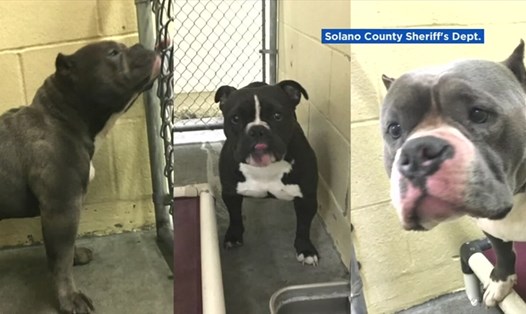 3 con chó tấn công người mẹ 47 tuổi và đứa con 3 tuổi ở Valejo, California, Mỹ ngày 5.4.2019. Ảnh: ABC 7 News