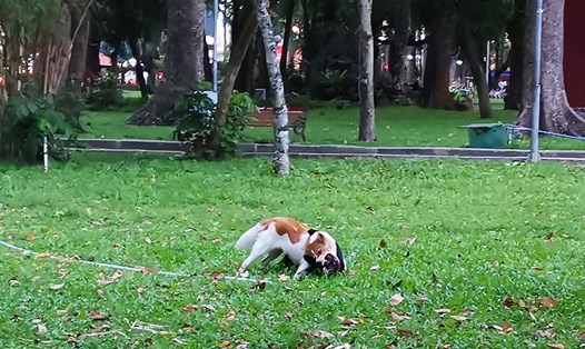 Chó thả rông trong Công viên Tao Đàn (ảnh: PK).