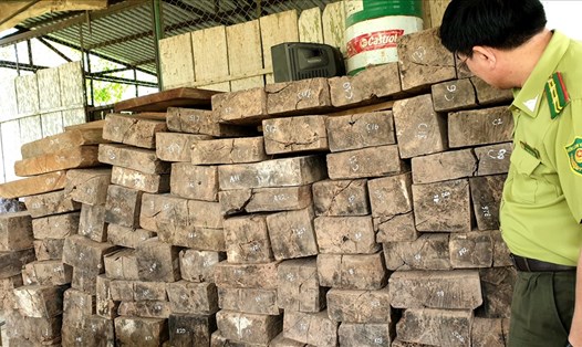 Toàn bộ số gỗ được phát hiện, tìm thấy ở bản Cu Tồn, xã Thượng Trạch là gỗ đã cũ, cất dấu thời gian dài. Ảnh: Lê Phi Long