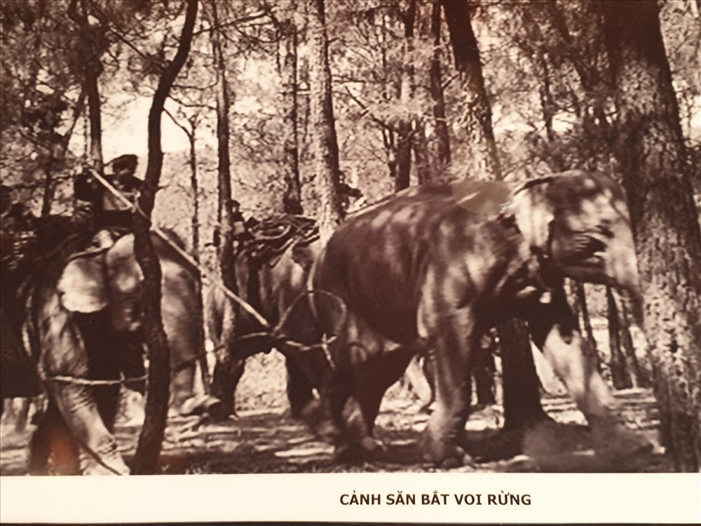 Hình ảnh săn voi xưa của người Tây Nguyên.