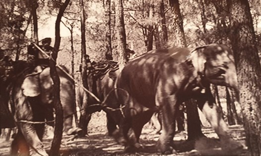 Hình ảnh săn voi xưa của người Tây Nguyên.