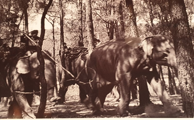 Hình ảnh săn voi xưa của người Tây Nguyên.