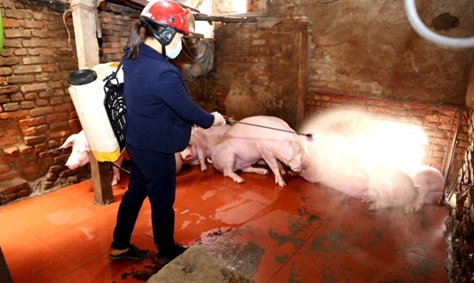 Dù tỉnh Phú Thọ chưa có dịch,  nhưng các hộ chăn nuôi thường xuyên thực hiện phun hóa chất tại chuồng để ngăn ngừa dịch tả lợn Châu Phi. Ảnh: ML