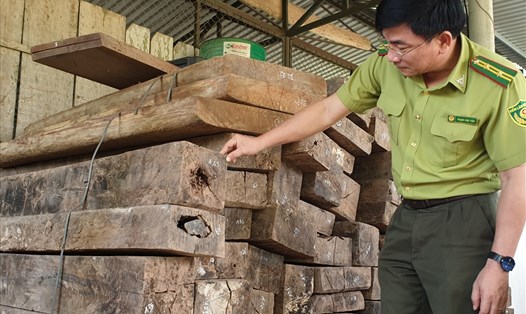 Một lượng lớn gỗ mun được phát hiện tại xã Thượng Trạch, huyện Bố Trạch. Ảnh: Lê Phi Long