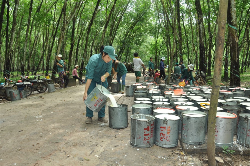 Bộ NNPTNT dự báo giá caosu trong nước tháng tới có thể khởi sắc khi Trung Quốc tăng cường  nhập khẩu caosu để sản xuất, chế biến, phục vụ tiêu dùng trong nước và xuất khẩu (Ảnh minh họa)